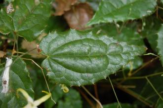 Epimedium rhizomatosum Leaf (27/07/2013, Kew Gardens, London)