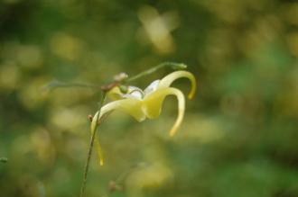 Epimedium rhizomatosum Flower (27/07/2013, Kew Gardens, London)