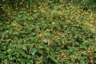 Epimedium rhizomatosum (27/07/2013, Kew Gardens, London)