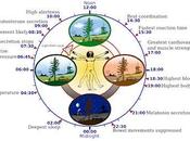 Does Body Clock Work?