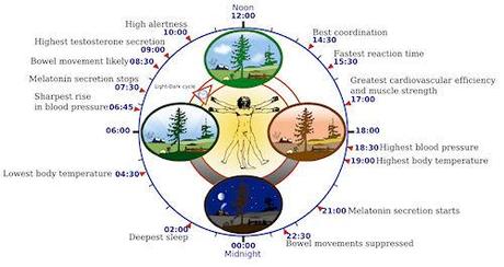 How Does The Body Clock Work?
