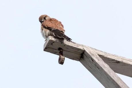brown falcon