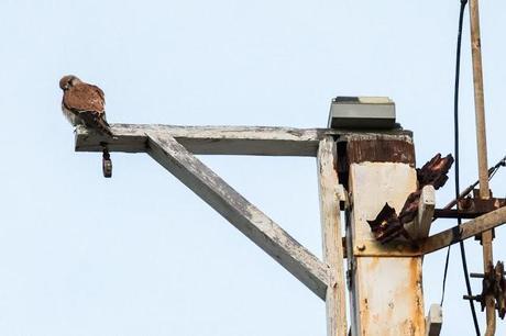 brown falcon on top of point lonsdale lighthouse