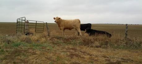 Some (happy) cows on the future site of the wind farm. The cows will still have plenty of room to graze between the turbine. (Credit: Google Green Blog)