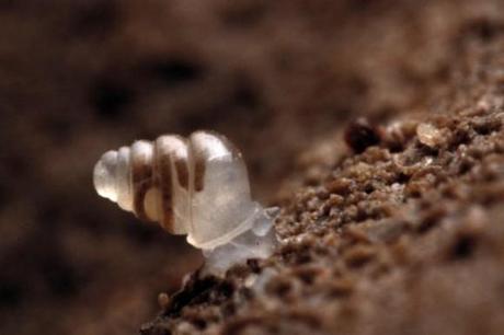 see-through-snail