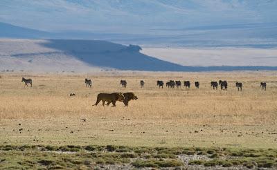 Safari in Tanzania: lions and zebras