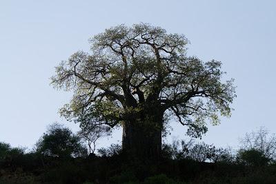 Safari in Tanzania: baobab tree