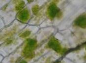 Plant Knowledge Pt3: Tissues