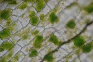 Courtesy of Melvin Pao