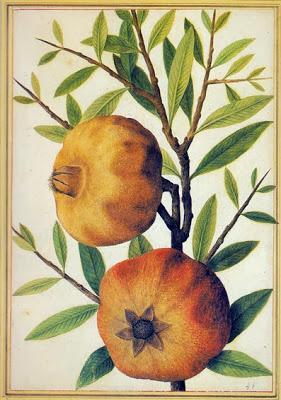 Four hundred pomegranates! Four hundred pomegranates!