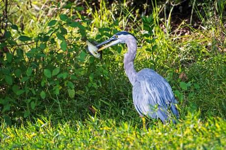Great-Blue-Heron-with-Fish