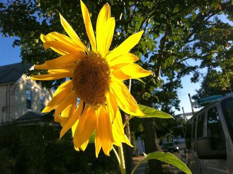 Sunflower-in-Farmingdale,NY