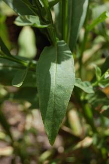 Helenium 'Wesergold' Leaf (27/07/2013, Kew Gardens, London)