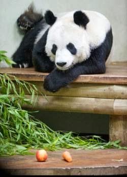 Visit the panda - and loads of other things - without breaking the bank