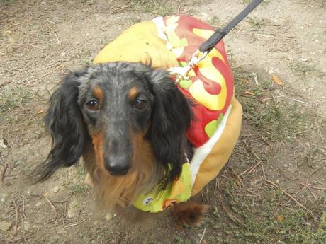 Daschund as a hot dog