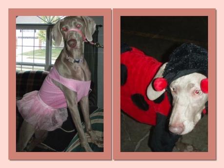 Sassy Savannah in her Colorful Pet Costume