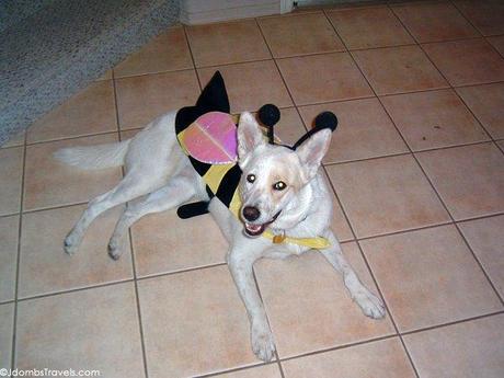 Emma ready to trick or treat