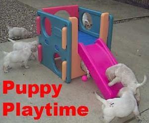 puppy playtime