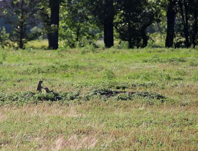 Grassland, Forest and an Igneous Intrusion