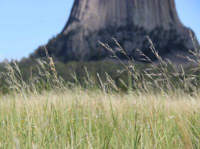 Grassland, Forest and an Igneous Intrusion