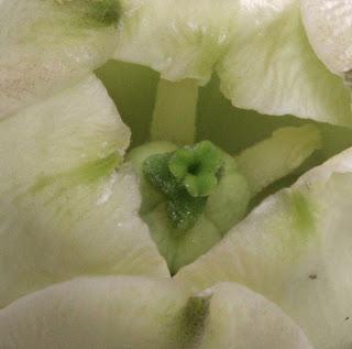 Fresh Petals for Breakfast