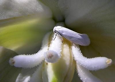 Fresh Petals for Breakfast