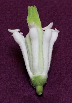 Fresh Petals for Breakfast