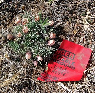 Easter Daisy Rescue