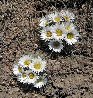 Easter Daisy Rescue