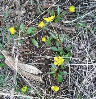 Sagebrush Buttercup Report #3