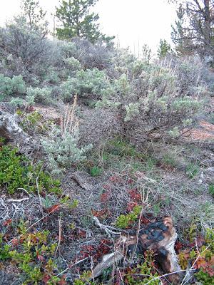 Sagebrush Buttercup Report #3