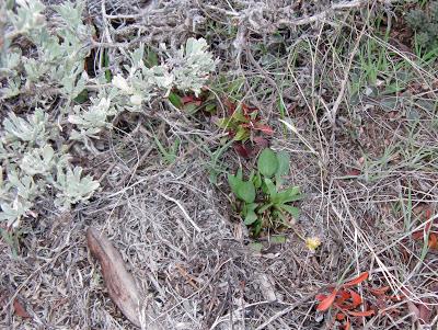 Sagebrush Buttercup Report #3