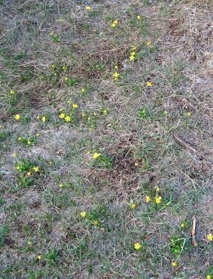 Sagebrush Buttercup Report #3