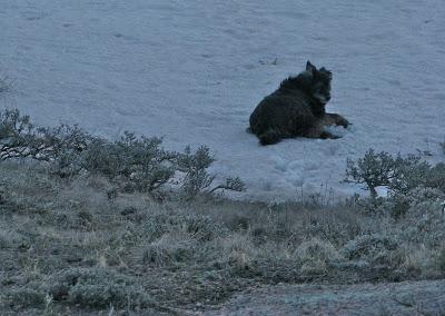 Sagebrush Buttercup Report #3