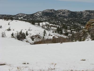 Sagebrush Buttercup Report #3