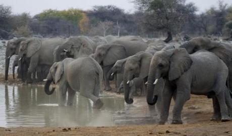 Elephants at the Okaukuejo waterhole/rest camp in Etosha National Park, Namibia