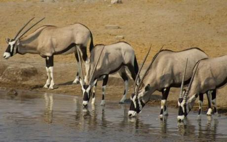 Oryx at a water hole in Etosha National Park, Namibia