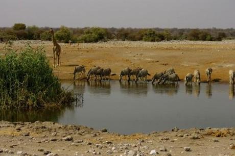 Zebras drinking at a waterhole with a giraffe looking on. In Etosha National Park, Namibia