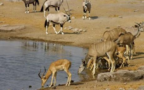 Springbok, Kudu and Oryx congregated at a waterhole in Etosha, Namibia