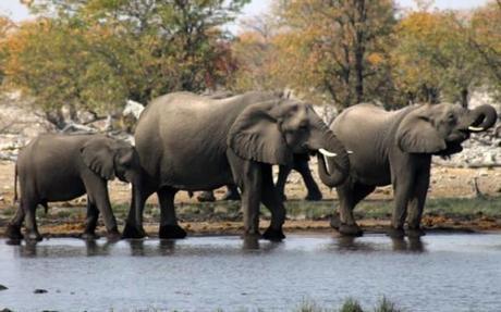 Elephants drinking at a waterhole in Etosha National Park, Namibia