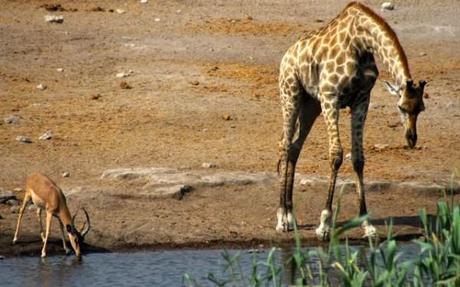 Springbok and a giraffe drinking at a water hole in Etosha, Namibia