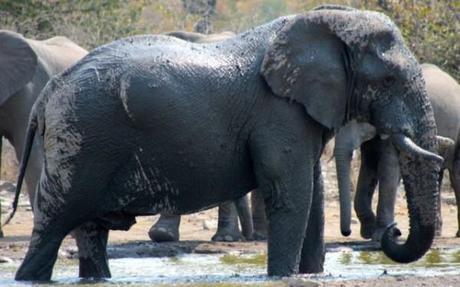 Elephant taking a mud bath in Etosha, Namibia