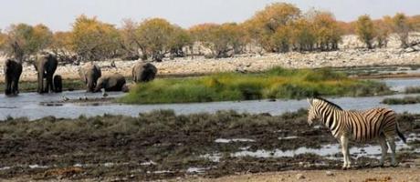 Zebra observing elephants at a water hole in Namibia.