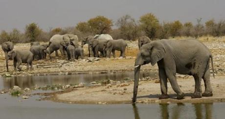 Herd of elephants at a water hole in Etosha, Namibia