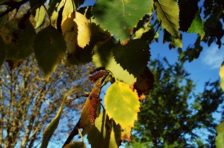 Yellows and Greens of the Forest