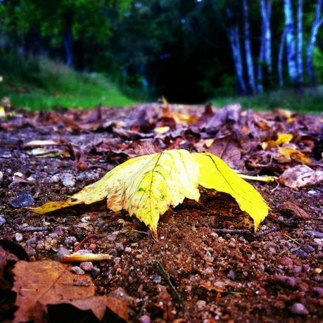 Yellows and Greens of the Forest