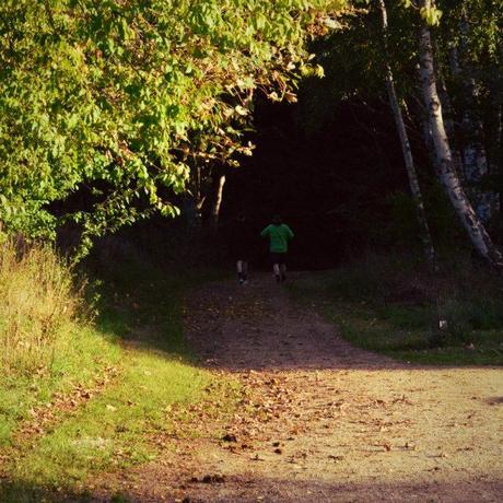 Yellows and Greens of the Forest