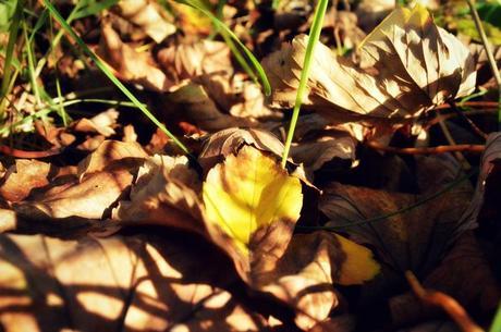 Yellows and Greens of the Forest