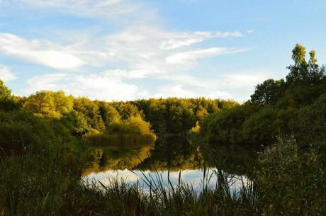 Yellows and Greens of the Forest