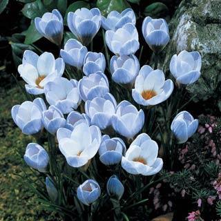 Blue Pearl Species Crocus